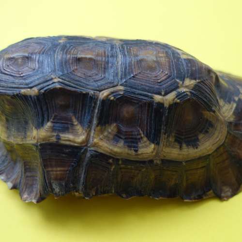 #6853 - Ausstellungsstück