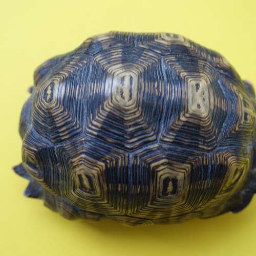 #6854 - Ausstellungsstück