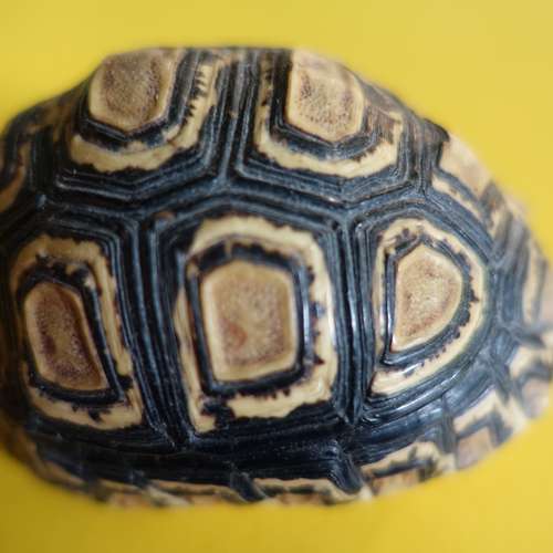 #6856 - Ausstellungsstück