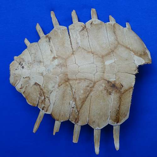 #6870 - Ausstellungsstück