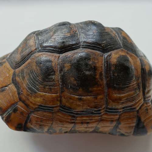 #6900 - Ausstellungsstück