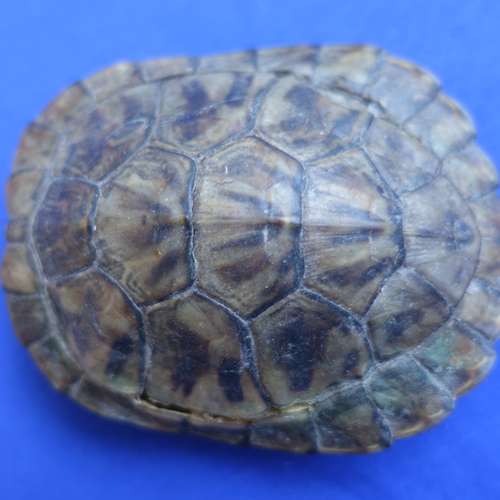 #6947 - Ausstellungsstück