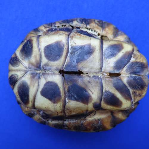 #6948 - Ausstellungsstück