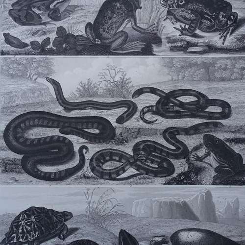 #6971 - Grafik [Henry Winkles (1801 - 1860)]