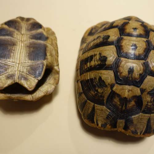 #7093 - Ausstellungsstück