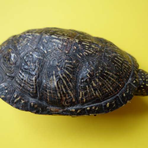 #7148 - Ausstellungsstück