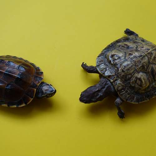 #7149 - Ausstellungsstück