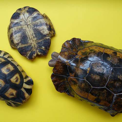 #7150 - Ausstellungsstück