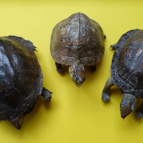 #7167 - Ausstellungsstück