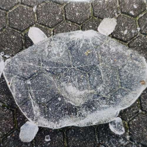 #7235 - Fotos [T. L.]