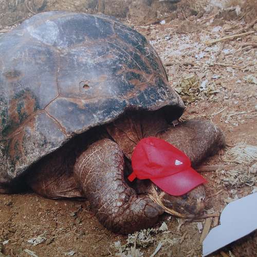 #8116 - Künstlerbücher [Rudi Hurzlmeier]