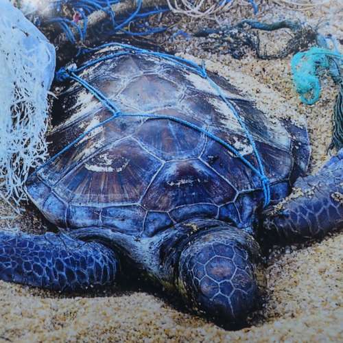 #8248 - Fotos [N. N.]