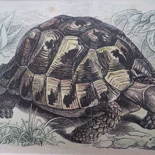 #5093 - Grafik [A. Thieme]