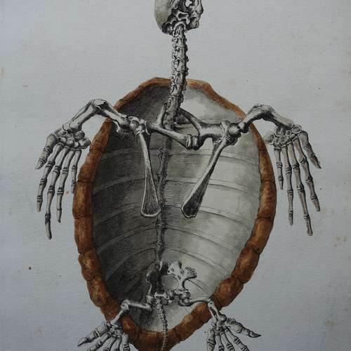 #5099 - Grafik [J.D. Meyer]