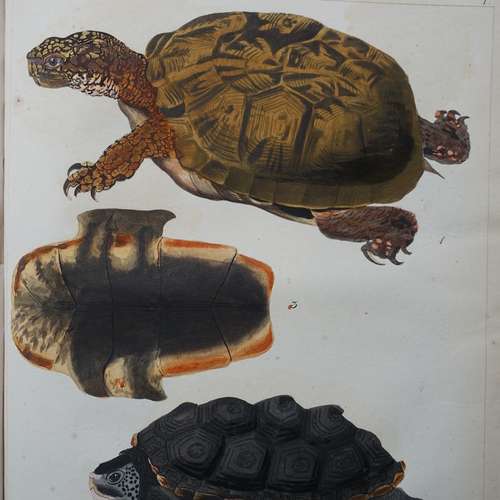 #5103 - Grafik [Karl Bodmer (1809 -1893)]