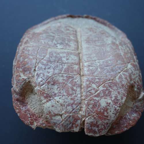 #5131 - Versteinerungen [Thomas Perer]