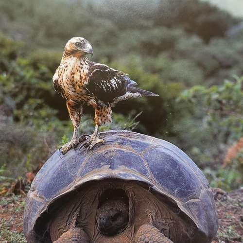 #7291 - Fotos [Tui de Roi]