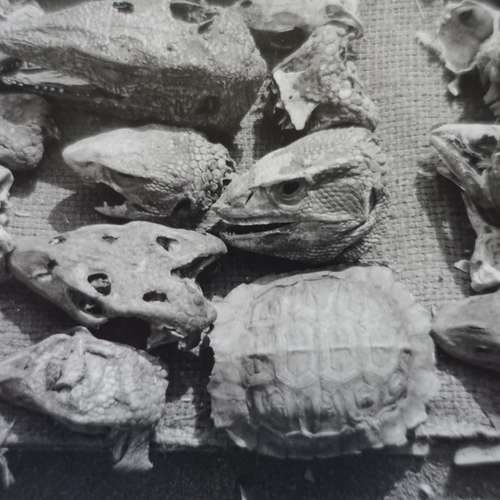 #7292 - Fotos [K. L.]