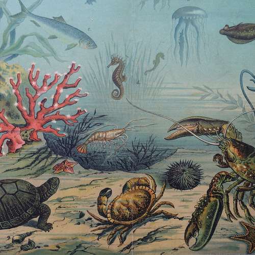 #5255 - Grafik [ Walther]