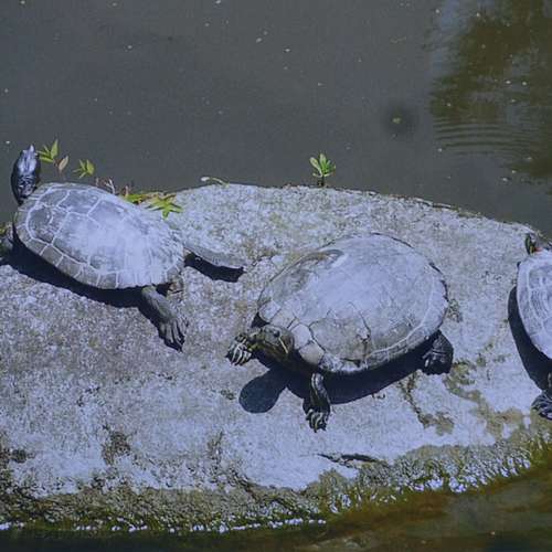 #7411 - Fotos [Gudrun Paysen]