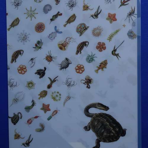 #7416 - Gebrauchsgegenstände [Ernst Haeckel (1834 - 1919)]