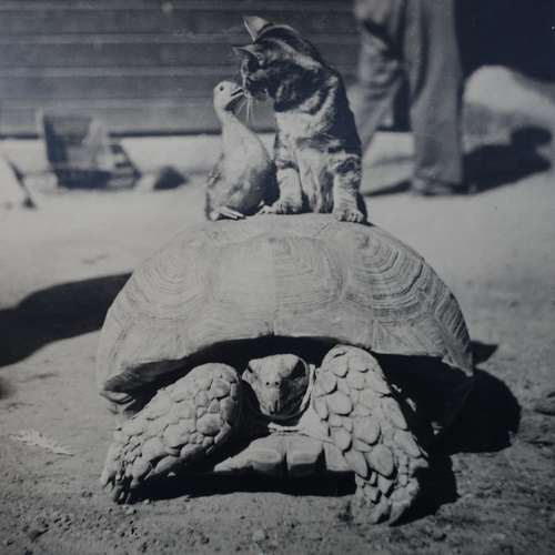 #7794 - Fotos [Bertl Leinsen]