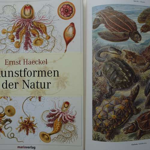 #7824 - Künstlerbücher [Ernst Haeckel (1834 - 1919)]