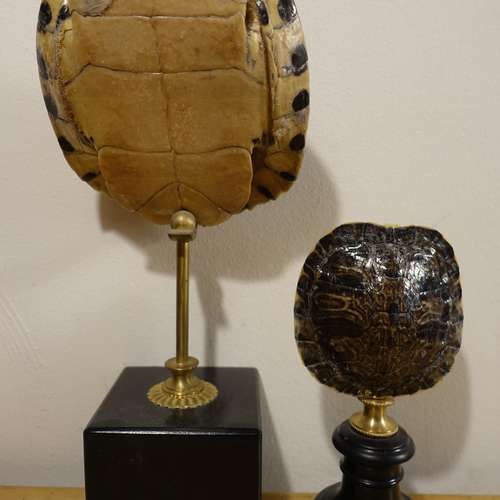 #5850 - Ausstellungsstück [Auktionshaus Hampel]