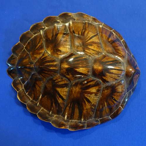 #5873 - Ausstellungsstück