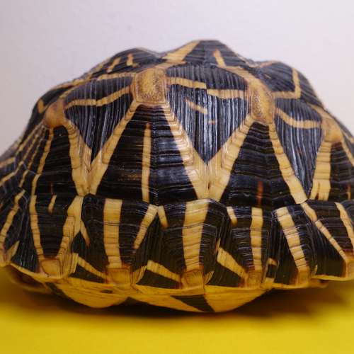 #5943 - Ausstellungsstück [Geschenk I.L.]