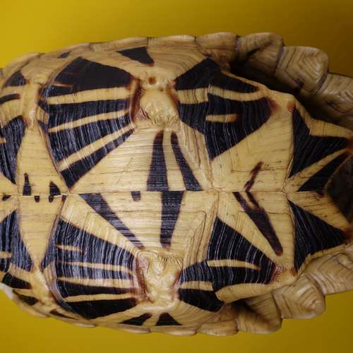 #5944 - Ausstellungsstück