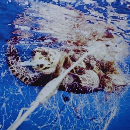 #8009 - Fotos [Eimy J. Morales]