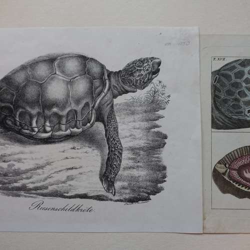 #7305 - Grafik [C.W. Medan]